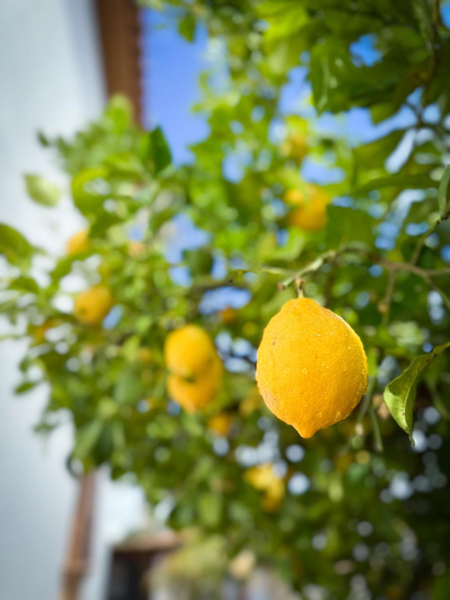 Alhaurín el Grande Casa Limon, Boutique Bed And Breakfast, Adults Only المظهر الخارجي الصورة